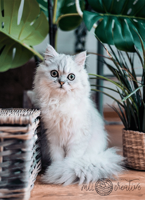 YOUR PHOTO AS PAINT BY NUMBERS