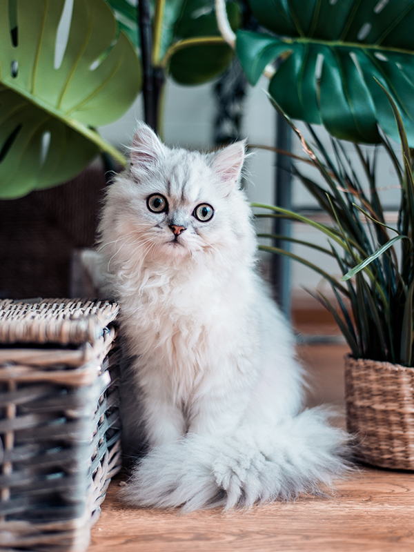 YOUR PHOTO AS PAINT BY NUMBERS